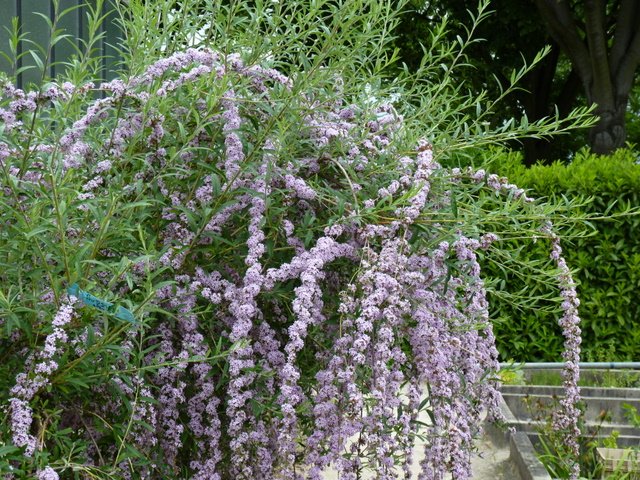 Buddleja alternifolia
